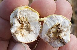 https://upload.wikimedia.org/wikipedia/commons/thumb/e/e8/GoldenrodGallFlyLarva.jpg/250px-GoldenrodGallFlyLarva.jpg